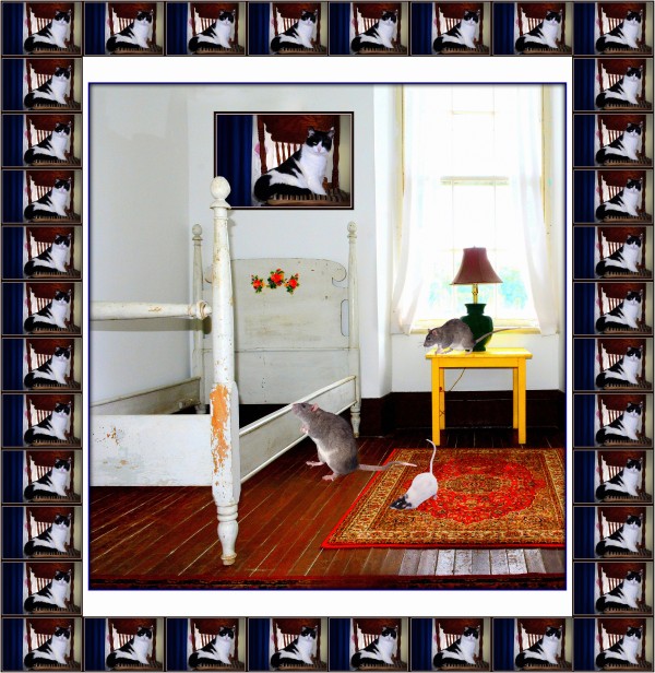 three rats and many cats  by constance lowery
